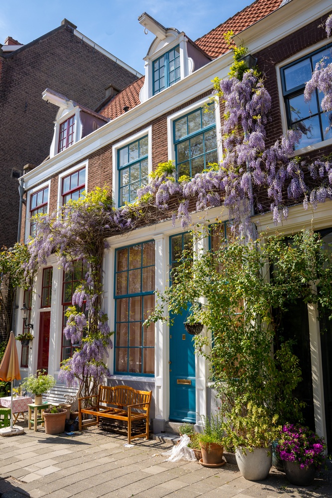 Purple flowers hang off a charming, historic home on a quiet street in Amsterdam